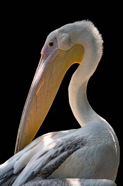 Fechar Pelicano Sobre Fundo Preto — Fotografia de Stock