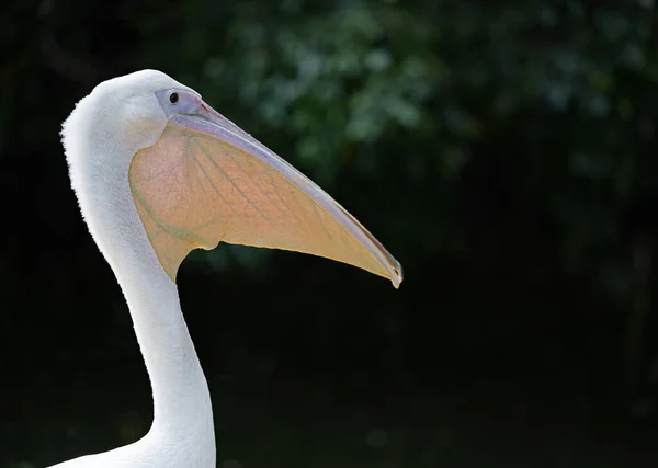 Closeup Pelican Black Background — Stock Photo, Image