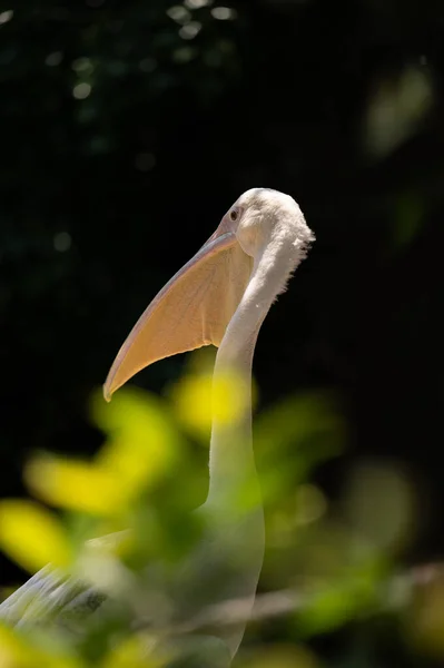 前景に立っているペリカン ぼやけた植物 — ストック写真