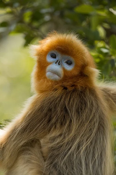 Closeup Golden Snub Nosed Monkey Royalty Free Stock Images