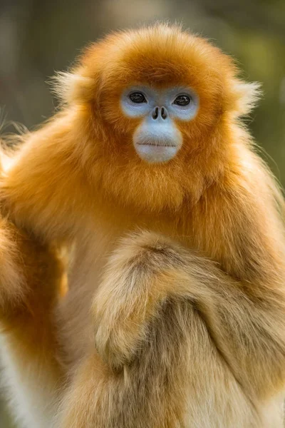 Closeup Golden Snub Nosed Monkey Stock Photo