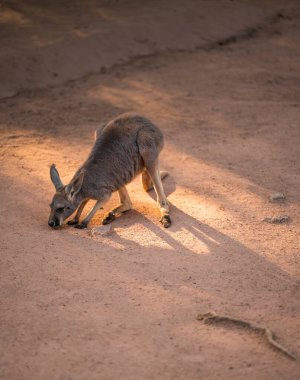 Gün batımında bir bebek kanguru.