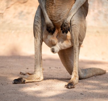 kangaroo anus and testicle in closeup