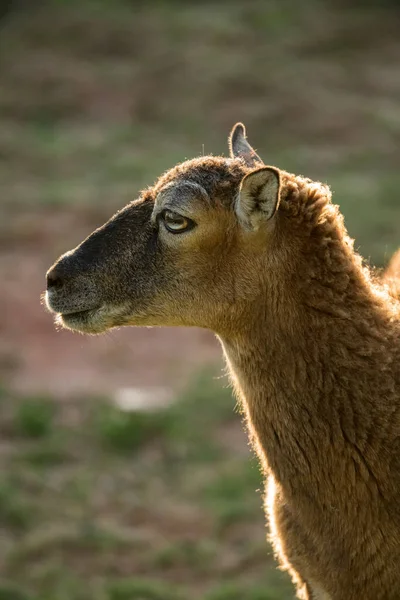 Mouflon Bebê Por Sol Vista Lateral — Fotografia de Stock