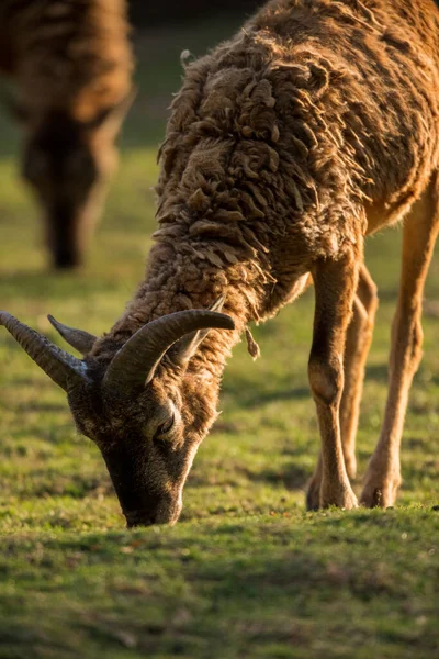 Baby Mouflon Solnedgången Främre — Stockfoto