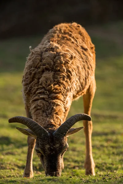 Baby Moeflon Bij Zonsondergang Vooraanzicht — Stockfoto