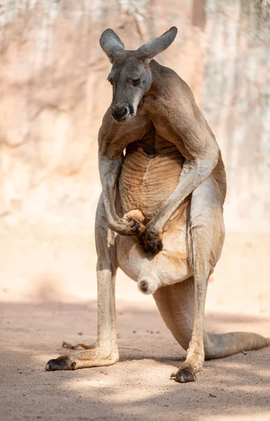 Kanguru Şişmiş Testis Torbasını Çalıyor — Stok fotoğraf