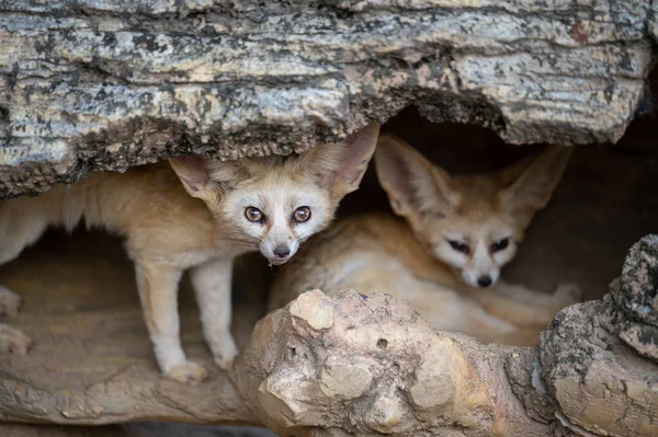 Fennekfuchs Versteckt Sich Höhlen Stockbild