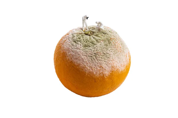 Inspector Miniatura Revisando Naranja Descomposición Fruta Aislada Sobre Fondo Blanco — Foto de Stock