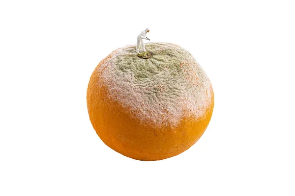 Inspector Miniatura Revisando Naranja Descomposición Fruta Aislada Sobre Fondo Blanco — Foto de Stock