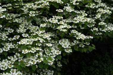 Viburnum plicatum ağacı vahşi doğada