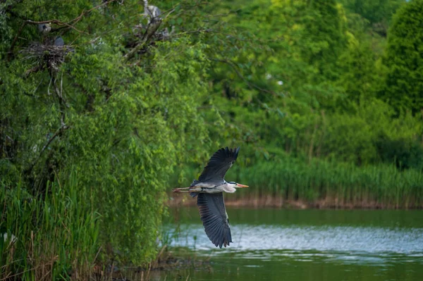 Heron Flight Water —  Fotos de Stock