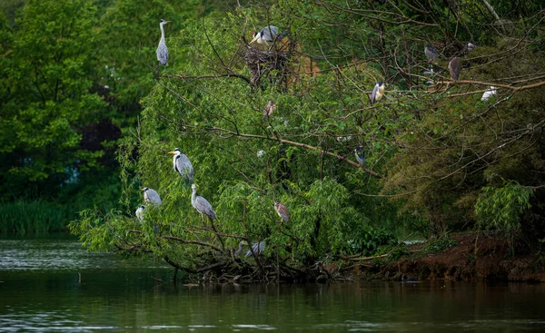 Many Herons Standing Trees Lake — стоковое фото