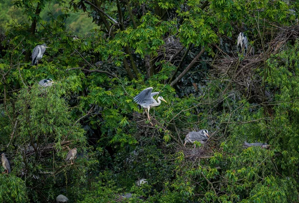 Many Herons Standing Trees Lake — Foto de Stock