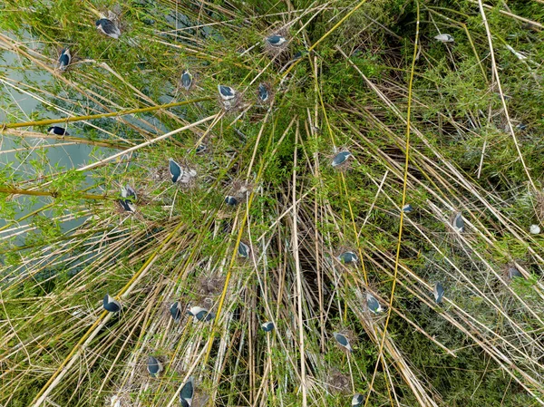 Many Herons Standing Trees Lake — Stock Photo, Image