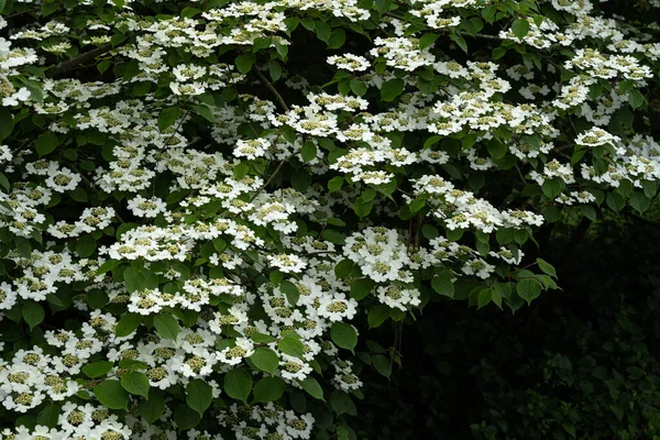 Viburnum Plicatum Tree Wild — Stock fotografie