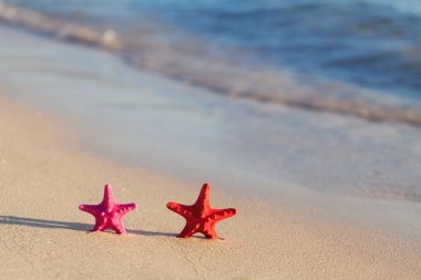 Sahilde deniz yıldızı