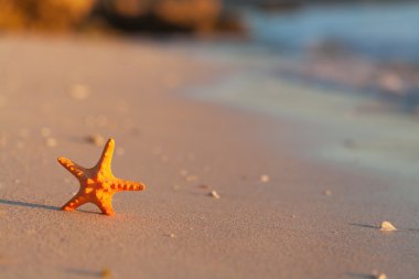 Sahilde deniz yıldızı