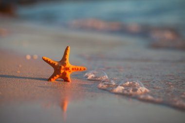 Sahilde deniz yıldızı