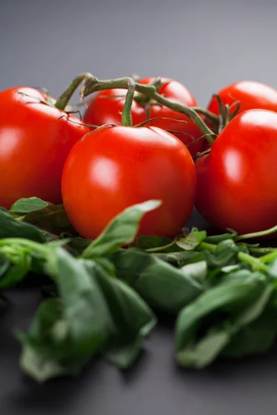 Tomatoes on a black background — Stock Photo, Image