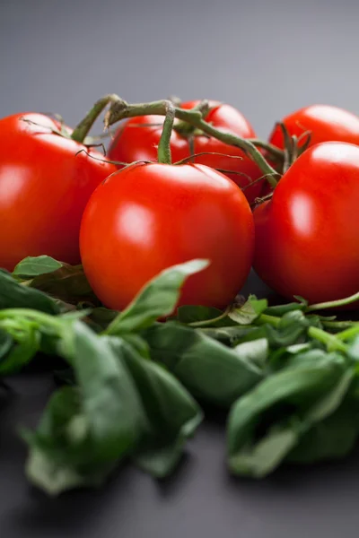 Tomates sobre um fundo preto — Fotografia de Stock