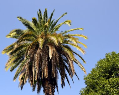 büyük palmiye ağacı