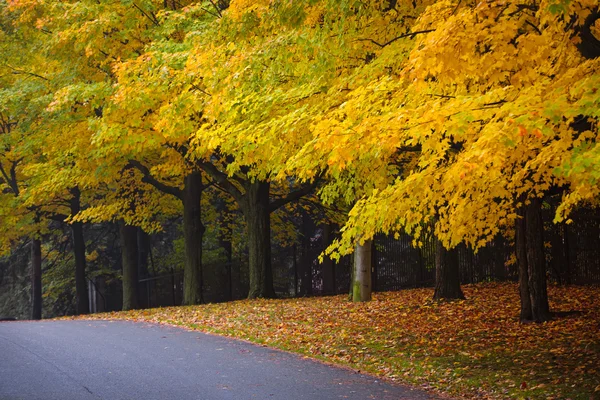 Fall road with colorful trees — Stock Photo, Image