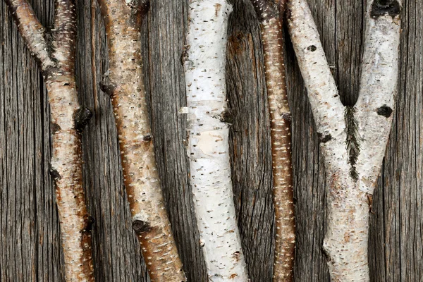 Calções de bétula — Fotografia de Stock