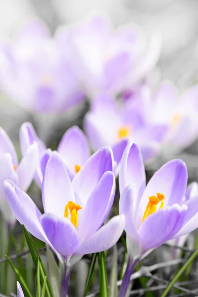 Crocus fialové květy — Stock fotografie