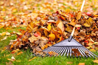 Fall leaves with rake clipart