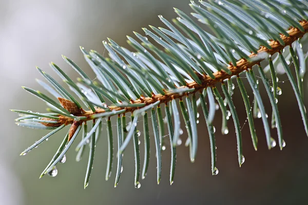 Spruce nålar med vattendroppar — Stockfoto