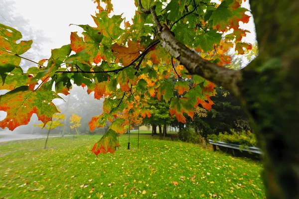 Őszi juharfa ködös Park — Stock Fotó