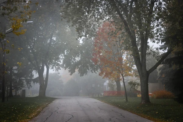 Fall road with trees in fog — Stock Photo, Image