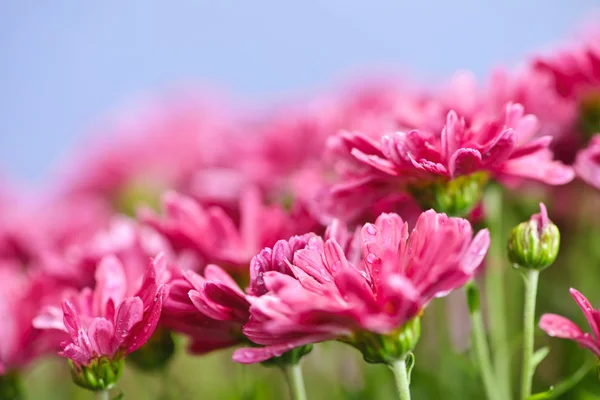 Mães rosa — Fotografia de Stock