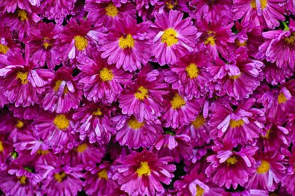 Pink mums background — Stock Photo, Image