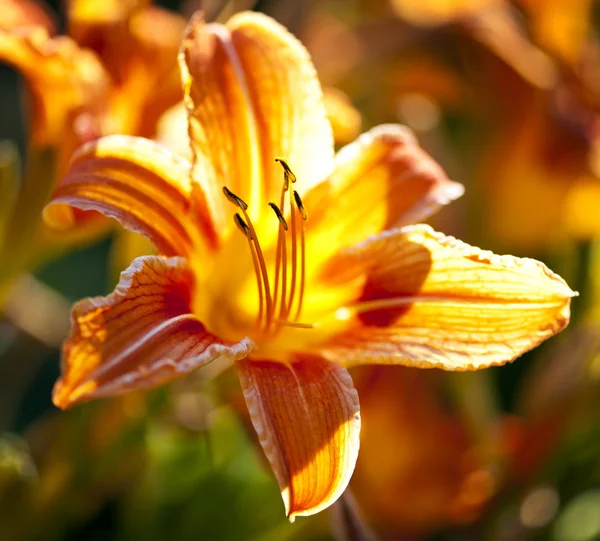 Tiger lily bloem — Stockfoto