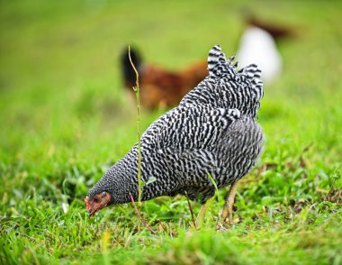 Chickens feeding on green grass clipart