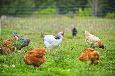 Free range chickens on farm clipart