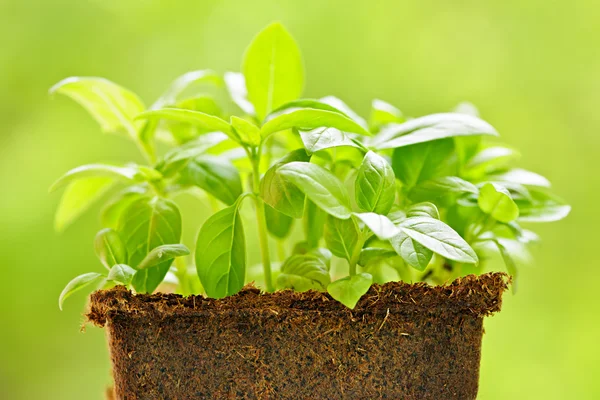 Green sweet basil plant — Stock Photo, Image