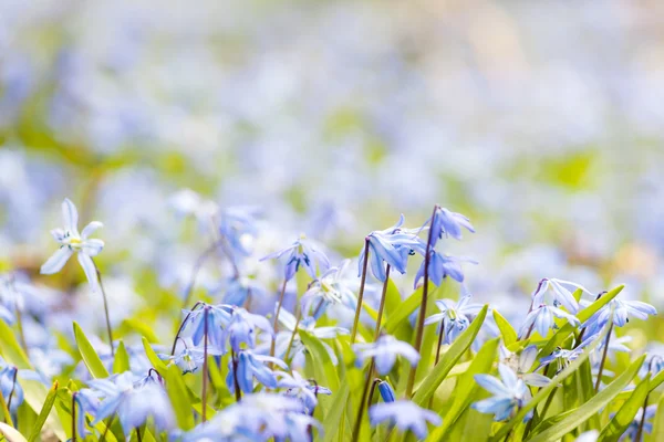 Våren blå blommor glory-of-the-snow — Stockfoto