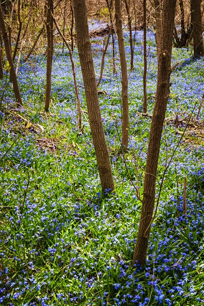 Весняний луг з блакитними квітами слава снігу — стокове фото