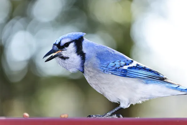 Kék szajkó madár — Stock Fotó