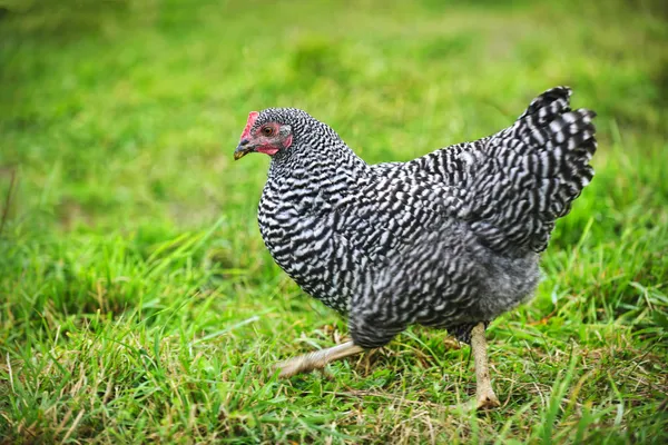 Pollo che cammina su pascolo verde — Foto Stock