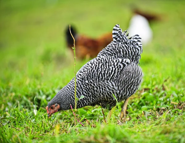 Pollos alimentándose de hierba verde — Foto de Stock