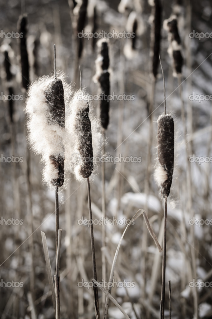 Cattails in winter — Stock Photo © elenathewise 27798487