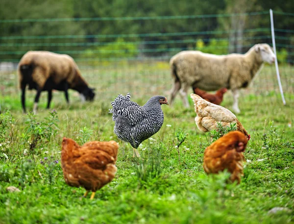 Hühner und Schafe grasen auf Biobauernhof — Stockfoto