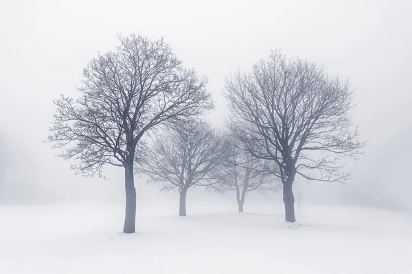 Alberi invernali nella nebbia — Foto Stock