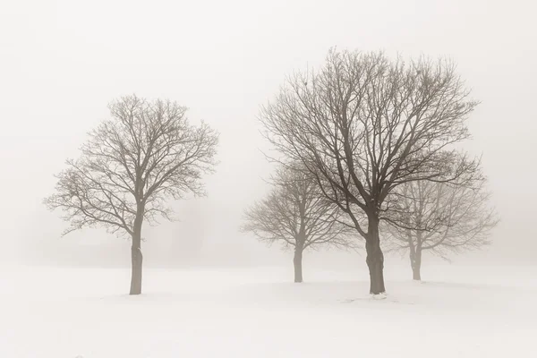 Alberi invernali nella nebbia — Foto Stock