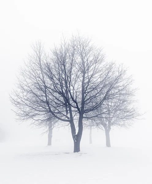 Winter bomen in de mist — Stockfoto