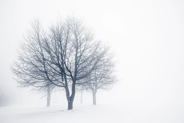 Zimą drzewa we mgle — Zdjęcie stockowe